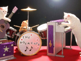 кошки музыканты