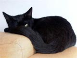 черный кот грустит
