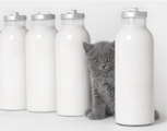 котенок и молоко