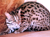 леопардовая кошка