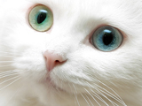 глаза белой кошки