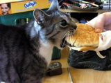 кот ест гамбургер